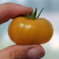 Tomate Fablonelystyni (Pflanze)
