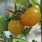 Tomate Fablonelystyni (Samen)