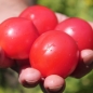 Neu! Tomate Faworyt (Samen)
