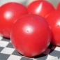 Neu! Tomate Faworyt (Pflanze)