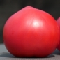 Neu! Tomate Faworyt (Pflanze)