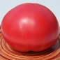 Neu! Tomate Faworyt (Pflanze)