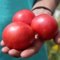 Neu! Tomate Faworyt (Pflanze)