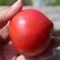 Neu! Tomate Faworyt (Pflanze)