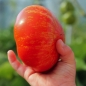 Tomate Feuerwerk (Samen)