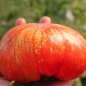 Tomate Feuerwerk (Samen)