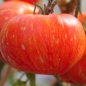 Tomate Feuerwerk (Samen)