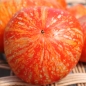 Tomate Feuerwerk (Samen)