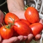 Tomate Geraldine (Pflanze)