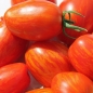 Tomate Geraldine (Pflanze)