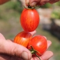 Tomate Geraldine  (Samen)