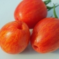 Tomate Geraldine (Pflanze)