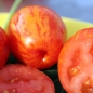 Tomate Geraldine (Pflanze)