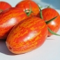 Tomate Geraldine (Pflanze)