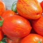 Tomate Geraldine (Pflanze)