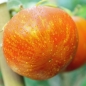 Tomate Gogo Polystranyi (Samen)
