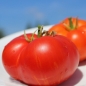 Tomate Gogo Polystranyi (Samen)