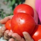 Tomate Gogo Polystranyi (Samen)
