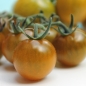 Tomate Green Doctors (Samen)