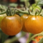 Tomate Green Doctors (Samen)