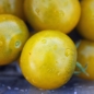 Tomate Green Doctors (Samen)