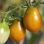 Tomate Green Pear (Samen)