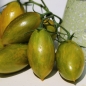 Tomate Green Tiger  (Pflanze)