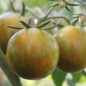 Tomate Green Zebra Cherry (Samen)