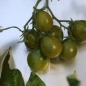Tomate Grinch (Samen)