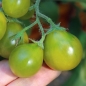 Tomate Grinch (Samen)
