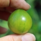 Tomate Grinch (Samen)