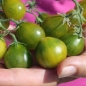 Tomate Grinch (Samen)