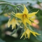 Tomate Heinz 1370 (Samen)