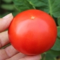 Tomate Heinz 1370 (Samen)