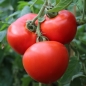 Tomate Heinz 1370 (Samen)