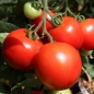 Tomate Heinz 1370 (Samen)