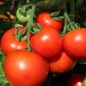 Tomate Heinz 1370 (Samen)