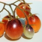 Tomate Indigo Kumquat (Pflanze)