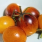 Tomate Indigo Kumquat (Pflanze)