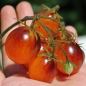 Tomate Indigo Kumquat (Pflanze)