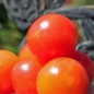 Tomate Isis Candy (Samen)