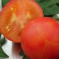 Tomate Isis Candy (Samen)