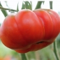 Tomate Japanische Trüffel (Samen)