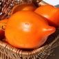 Tomate Jaune des Andes (Samen)