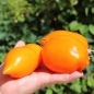 Tomate Jaune des Andes (Samen)