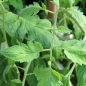 Tomate Jaune des Andes (Samen)