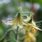 Tomate Jaune des Andes (Samen)