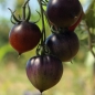 Tomate Jolie Coeur (H34 rot) (Pflanze)