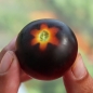 Tomate Jolie Coeur (H34 rot) (Pflanze)