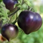 Tomate Jolie Coeur (H34 rot) (Pflanze)